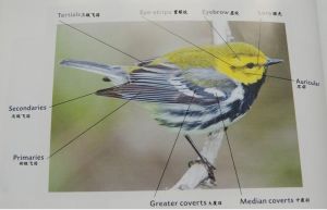 鸟类头部羽毛各具特色，运动方式多样适应环境（鸟类的身体）
