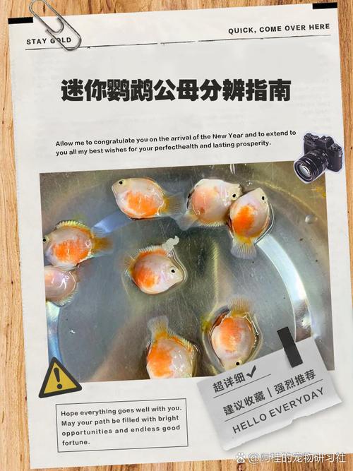 白迷你鹦鹉鱼公母分辨法（白迷你鹦鹉鱼怎么分辨公母图片）