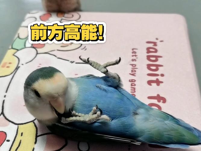 牡丹鹦鹉意外离世，女儿伤心不已，生活遗憾难弥补（我家牡丹鹦鹉养了三年睡觉压死了合适伤心）