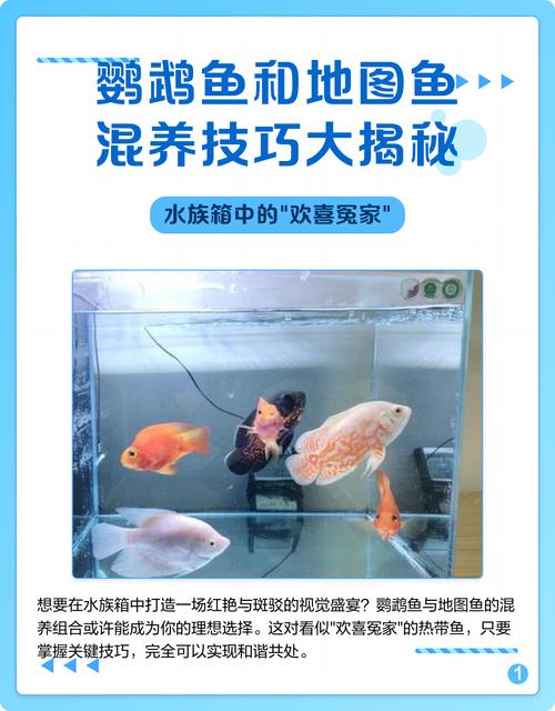 适应期后每日喂食，注意水质和食物选择（鹦鹉鱼喂食的正确方法）