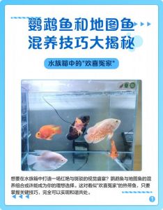 适应期后每日喂食，注意水质和食物选择（鹦鹉鱼喂食的正确方法）