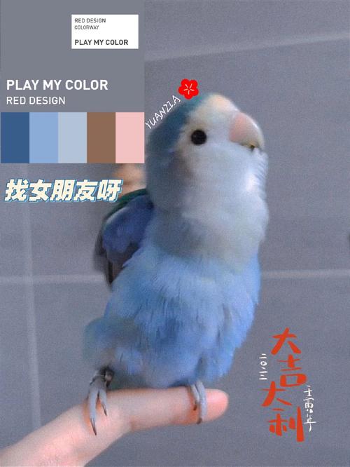 红额绿背，色彩变异多（绿桃牡丹鹦鹉背上有蓝色的吗）
