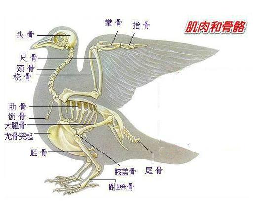 羽色体型栖息呼吸全体现自然选择(生物鸟的结构图) 羽色体型栖息呼吸全体现自然选择(生物鸟的结构图)