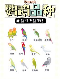 这几种可养，保护种需标识（哪几种鹦鹉可以合法饲养）