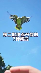 第二批鹦鹉名录公布！合法养殖范围扩大（第二批鹦鹉开放名录公示）