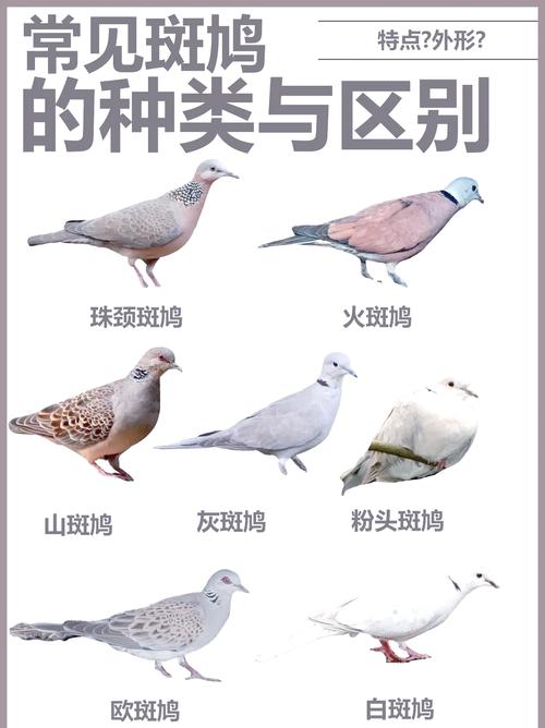 乡村常见鸟类及其特点（农村常见鸟类大全鸟名）