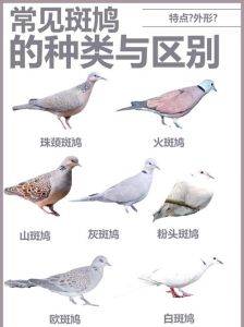 乡村常见鸟类及其特点（农村常见鸟类大全鸟名）