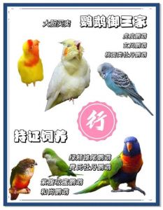 武汉合法养鹦鹉品种有哪些？（哪些鹦鹉可以合法饲养）