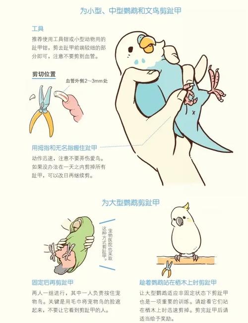 鹦鹉剪指甲出血怎么办？（鹦鹉指甲流血怎么止血）