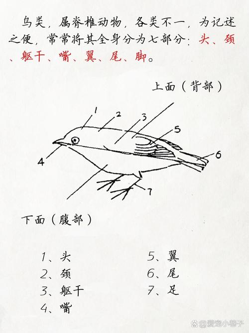 鸟类结构精巧,飞行能力强(鸟的身体结构分为哪五个部分) 鸟类结构精巧,飞行能力强(鸟的身体结构分为哪五个部分)