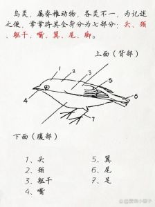 鸟类结构精巧，飞行能力强（鸟的身体结构分为哪五个部分）