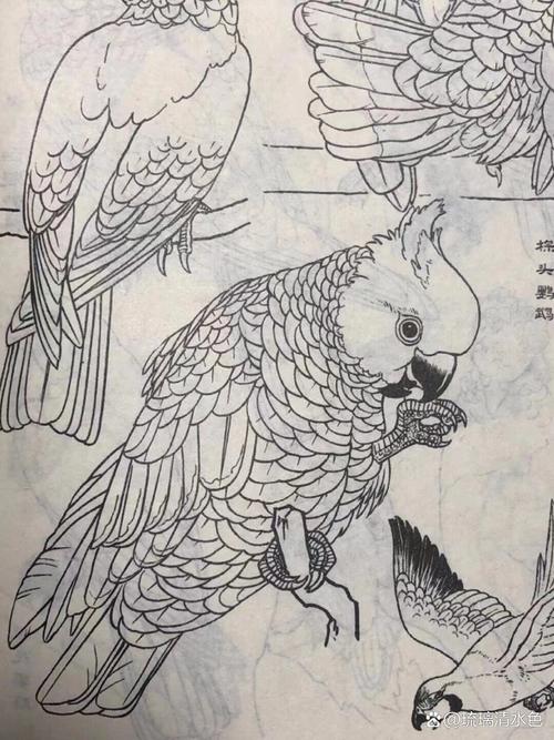 工笔画白描鹦鹉，线条生动传神（鹦鹉工笔白描图片）
