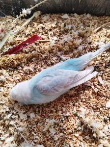 肥胖惊吓致死 鹦鹉冬季防猝死（为什么鹦鹉无缘无故死掉了）