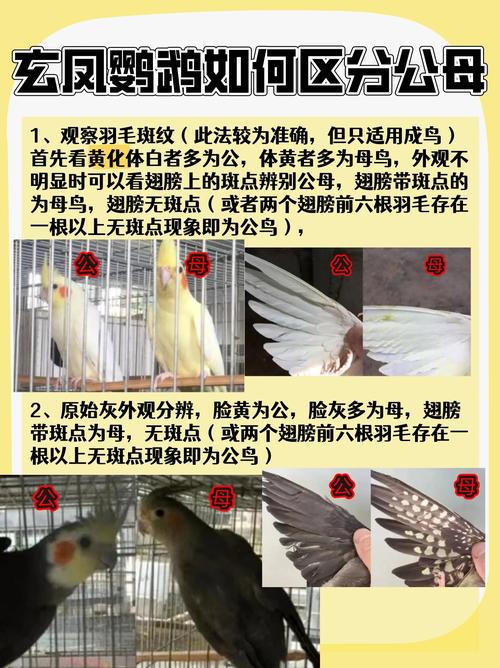 鹦鹉公母图解,新手快速分辨性别(鹦鹉公母怎么分别图片) 鹦鹉公母图解,新手快速分辨性别(鹦鹉公母怎么分别图片)