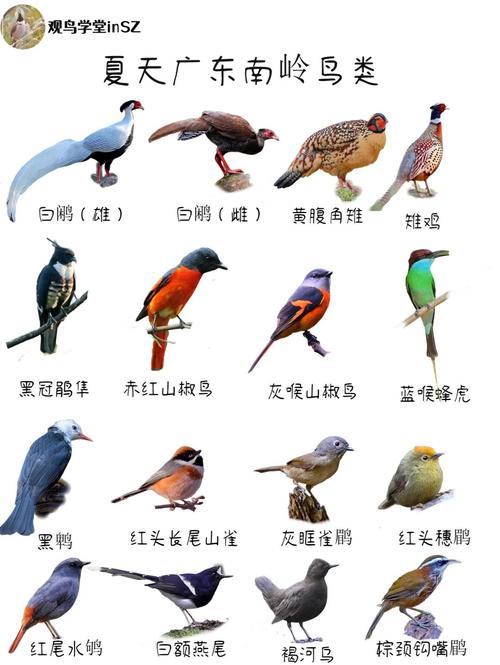 黑枕黄鹂寿带三宝鸟黑卷尾太平鸟介绍(北方省常见的鸟类图片及名称简介) 黑枕黄鹂寿带三宝鸟黑卷尾太平鸟介绍(北方省常见的鸟类图片及名称简介)