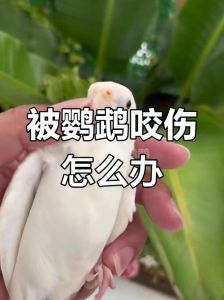 鹦鹉咬伤出血怎么办？简单处理别慌！（被玄凤鹦鹉咬出血了要打针吗）