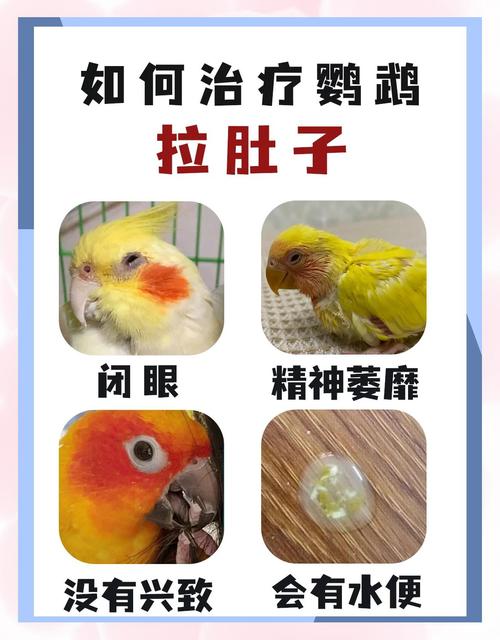 鹦鹉拉肚子怎么办？（鹦鹉拉肚子喂阿莫西林有用吗）