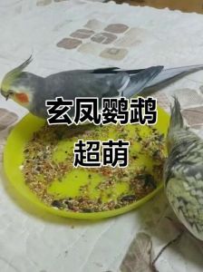 安静亲人，多品种好宠物（腮红鸡是什么鹦鹉）