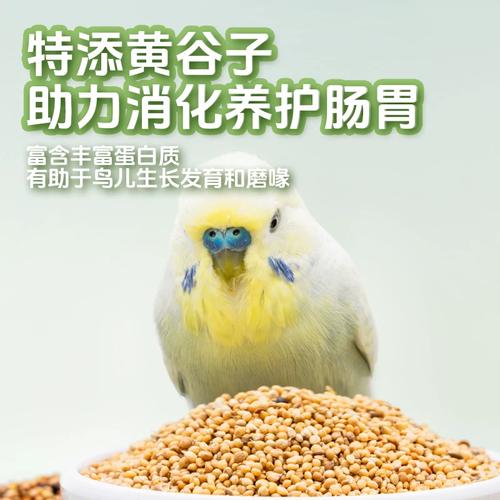 喂鹦鹉带壳小米好处多,搭配食物营养均衡(鹦鹉吃带壳的小米好还是不带壳的好) 喂鹦鹉带壳小米好处多,搭配食物营养均衡(鹦鹉吃带壳的小米好还是不带壳的好)