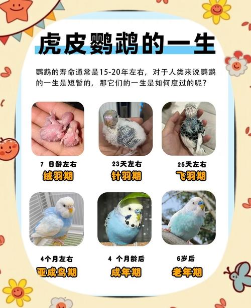 鹦鹉公母图解,新手快速分辨性别(鹦鹉公母怎么分别图片) 鹦鹉公母图解,新手快速分辨性别(鹦鹉公母怎么分别图片)