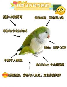新手粘人鹦鹉怎么选？（绿和尚和蓝和尚鹦鹉哪个好）