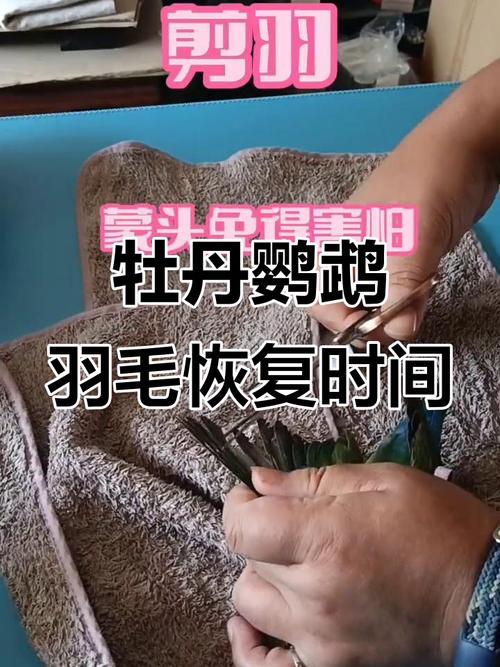 鹦鹉剪断翅膀能长好？科学护理助恢复！（鹦鹉的翅膀剪了可以长出来）