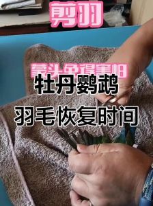 鹦鹉剪断翅膀能长好？科学护理助恢复！（鹦鹉的翅膀剪了可以长出来）