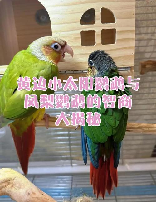 色彩性格大不同（凤梨和肉桂小太阳鹦鹉有什么区别）