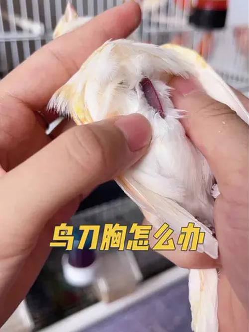 鹦鹉刀胸怎么办?营养饮食是关键!(两个半月鹦鹉不精神刀胸怎么回事) 鹦鹉刀胸怎么办?营养饮食是关键!(两个半月鹦鹉不精神刀胸怎么回事)