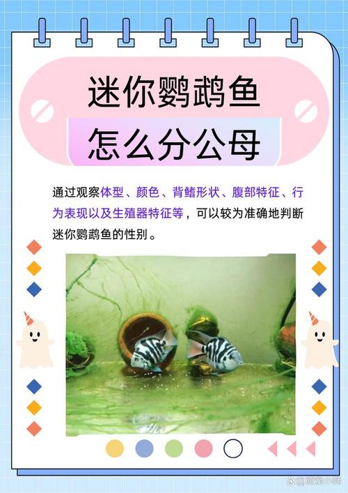 迷你鹦鹉鱼公母如何分？看体型颜色细节！（白金迷你鹦鹉鱼公母分辨图解）