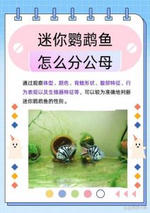 迷你鹦鹉鱼公母如何分？看体型颜色细节！（白金迷你鹦鹉鱼公母分辨图解）