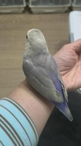 颜色性格大不同（紫面熏和紫熏牡丹鹦鹉）
