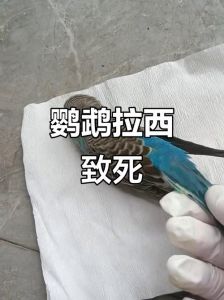 人类活动导致鹦鹉灭绝（鹦鹉同伴死了会伤心）