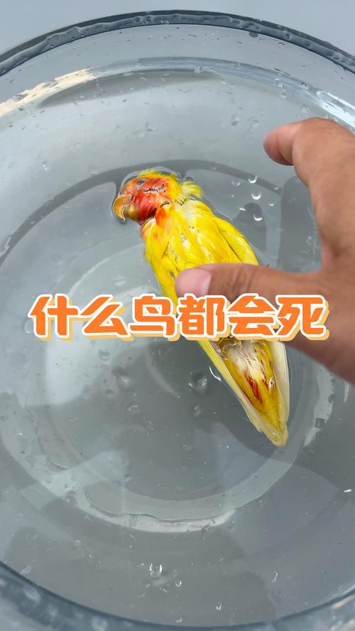 别吓鹦鹉,小心它们撞笼受伤!(鹦鹉会被吓死吗) 别吓鹦鹉,小心它们撞笼受伤!(鹦鹉会被吓死吗)