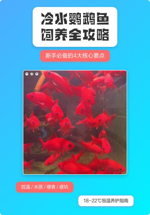 水温20-25℃,勤换晒太阳水(冷水鹦鹉鱼饲养方法和注意事项) 水温20-25℃,勤换晒太阳水(冷水鹦鹉鱼饲养方法和注意事项)