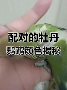 花桃鹦鹉人工繁殖方法（花桃鹦鹉怎么杂交出来）