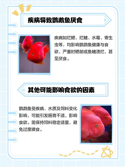鹦鹉鱼不吃食怎么办？（鹦鹉鱼不吃食是什么原因）