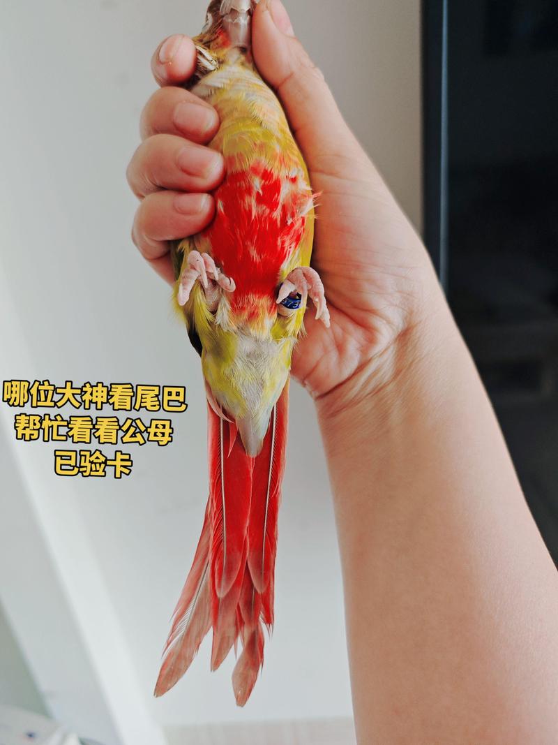 金太阳鹦鹉颜值高更粘人，寿命约25岁（金太阳和小太阳鹦鹉有什么区别）