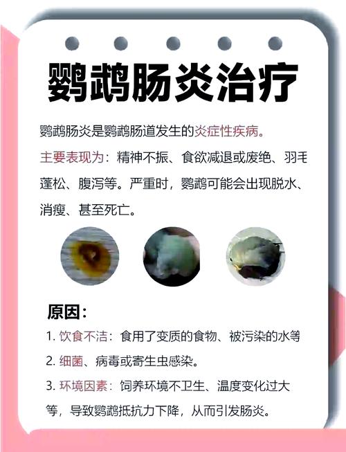 鹦鹉吃粪便怎么办？（鹦鹉吃自己的粪便是怎么回事）